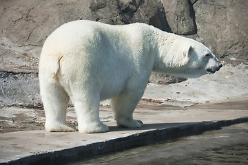 Image showing Polar bear