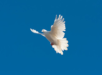 Image showing White pigeon