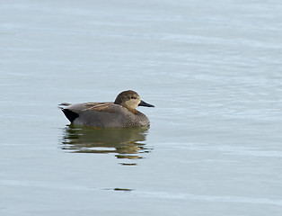 Image showing Gadwall