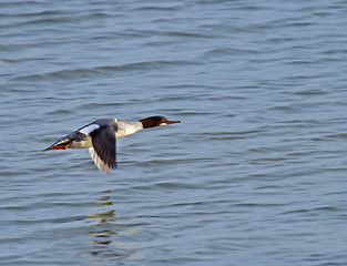 Image showing Goosander in Flight