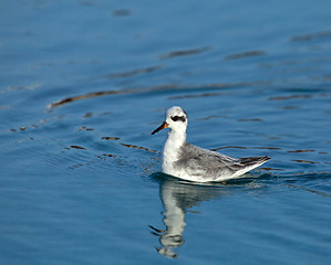 Image showing Grey Phalarope