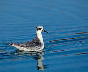 Image showing Grey Phalarope