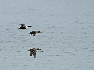 Image showing Shoveler Ducks in Flight