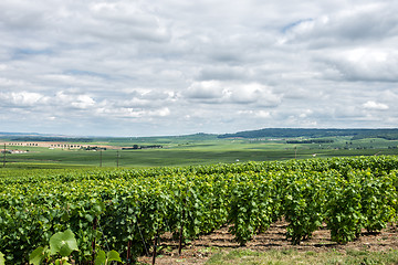 Image showing Vineyard landscape, Montagne de Reims, France