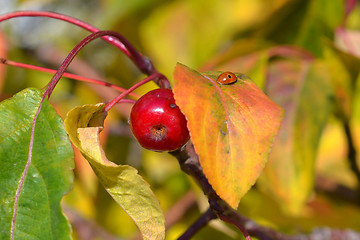 Image showing Apple-tree branch with small apples and yellow leaves. autumn pa