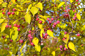 Image showing Apple-tree branch with small apples and yellow leaves. autumn pa