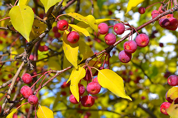 Image showing Apple-tree branch with small apples and yellow leaves. Fall.