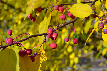 Image showing Apple-tree branch with small apples and yellow leaves. autumn pa