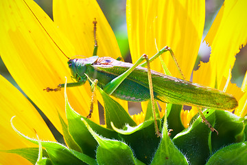 Image showing Grasshopper