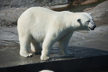 Image showing Polar bear