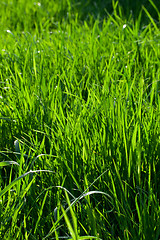 Image showing Green grass