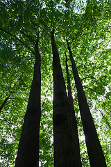 Image showing Green forest