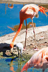 Image showing Flamingo