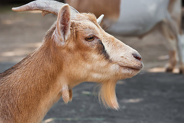 Image showing Goat