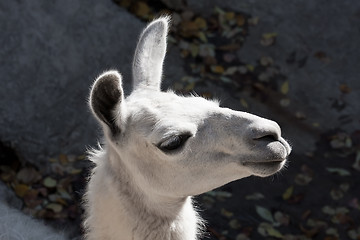 Image showing Llama