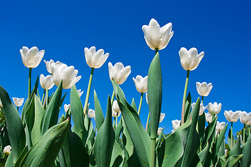 Image showing Tulip flowers