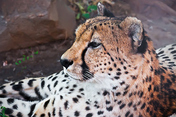 Image showing Cheetah