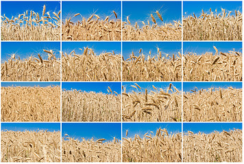 Image showing Wheat field