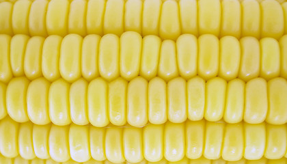 Image showing Corn