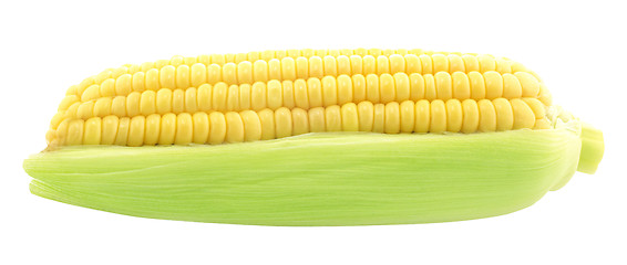 Image showing Corn