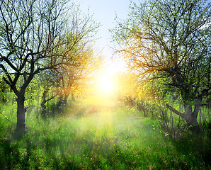 Image showing Sunbeams in the forest