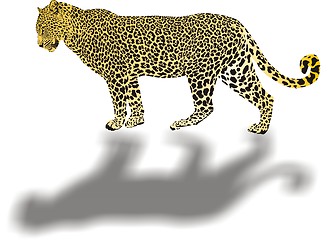 Image showing Leopard illustration with shadow 
