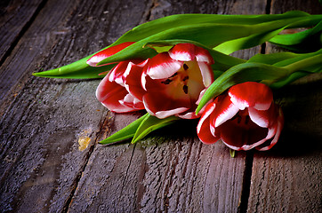 Image showing Red-White Tulips