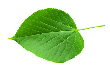 Image showing Green leaf