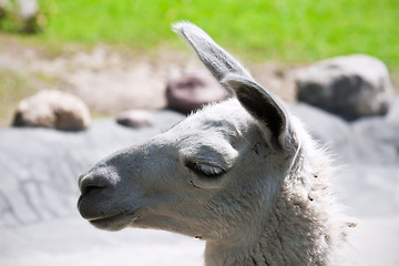 Image showing Llama