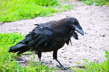 Image showing Raven