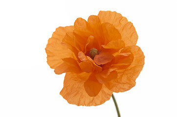 Image showing Orange poppy