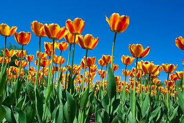 Image showing Tulip flowers