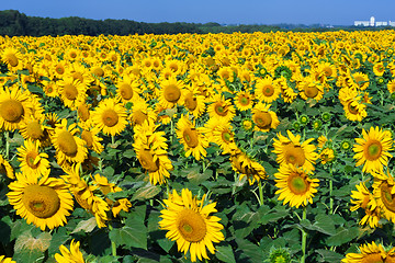 Image showing Sunflowers