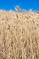 Image showing Wheat field