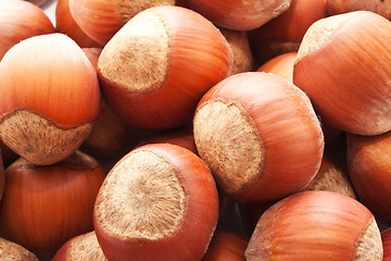 Image showing Hazelnuts or filbert