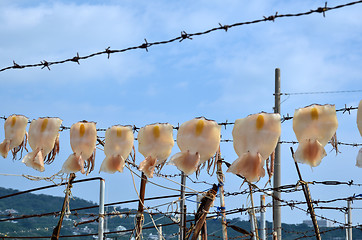 Image showing Drying squid