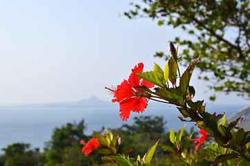 Image showing Red Hibiscus Flower