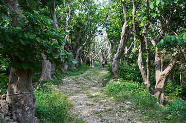 Image showing Old Alley