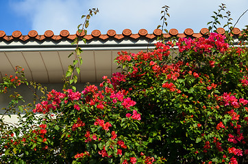 Image showing Bougainvillea at wall
