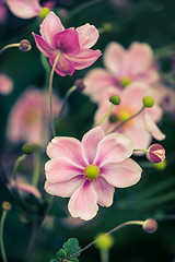 Image showing Anemone japonica