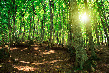 Image showing Green forest