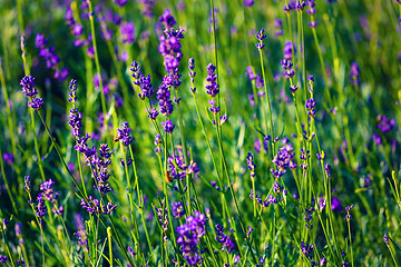 Image showing Lavender field