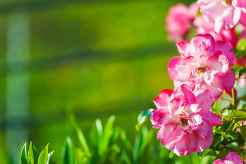 Image showing Pink flowers on green background with copy-space