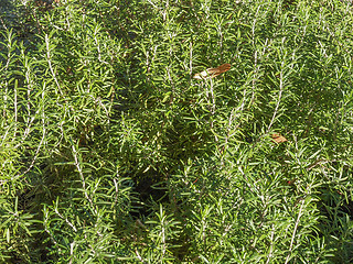 Image showing Rosemary plant