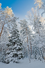 Image showing Winter snow covered trees against the blue sky