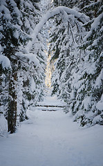 Image showing Winter snow covered trees. Viitna, Estonia.