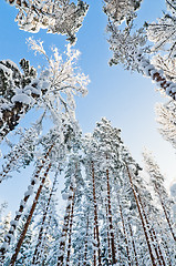 Image showing Winter snow covered trees against the blue sky