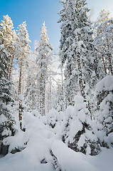 Image showing Winter snow covered trees against the blue sky