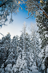Image showing Winter snow covered trees against the blue sky