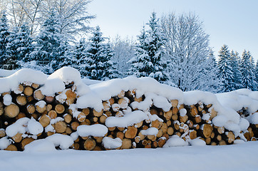 Image showing Trunks of felled trees and stacked pile